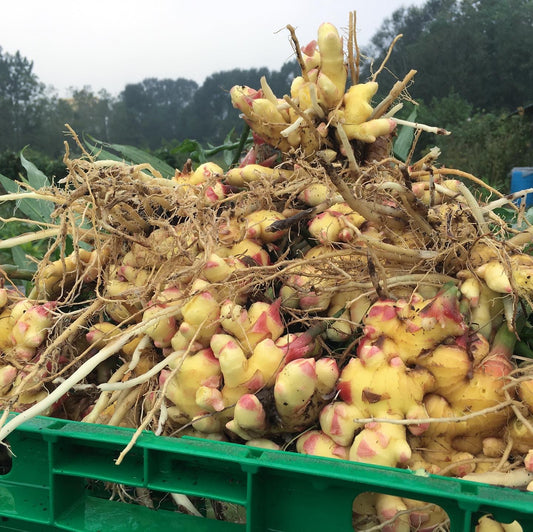 Dried Ginger Root