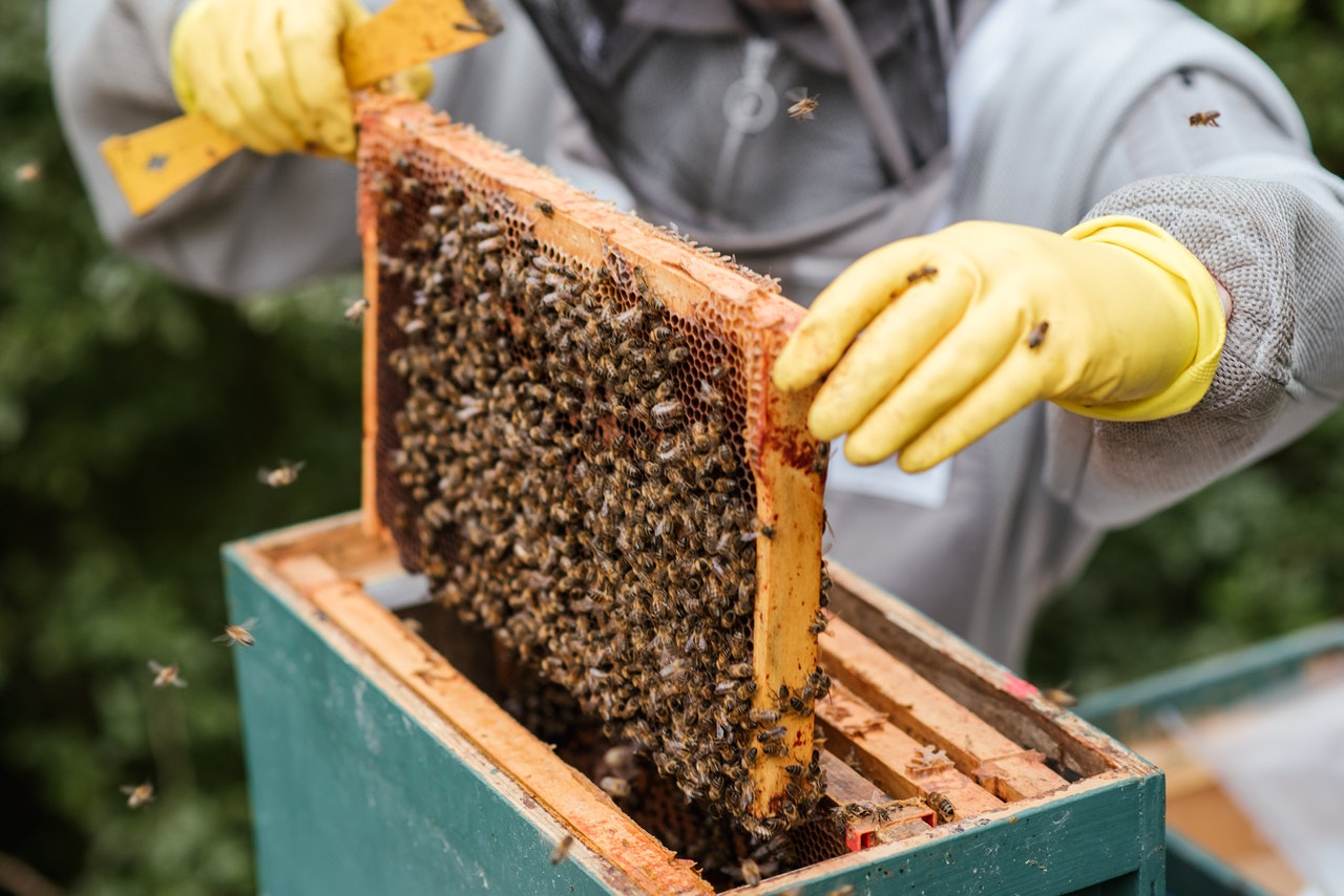 Louisiana Raw Honey