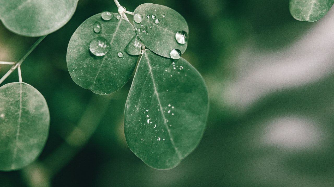 Moringa Photo by Nothing Ahead from Pexels